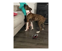 5 months old brindle Boxer puppy - 3