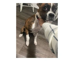 5 months old brindle Boxer puppy - 4