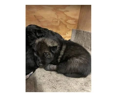3 Female and 2 Male Norwegian elkhound puppies