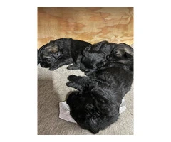 3 Female and 2 Male Norwegian elkhound puppies - 2