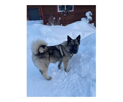 3 Female and 2 Male Norwegian elkhound puppies - 4