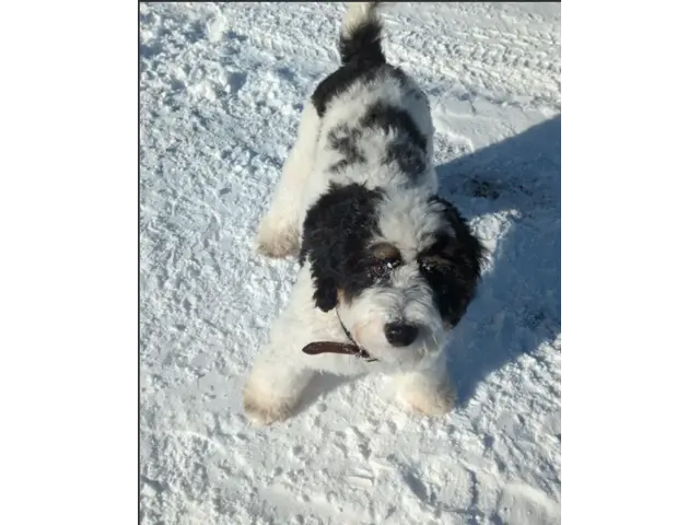 Trained Female Bernedoodle Puppy For Adoption - 1/3