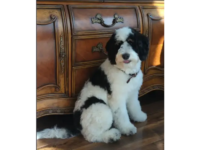 Trained Female Bernedoodle Puppy For Adoption - 2/3