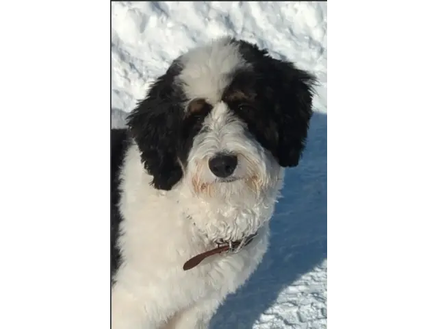 Trained Female Bernedoodle Puppy For Adoption - 3/3
