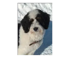 Trained Female Bernedoodle Puppy For Adoption - 3