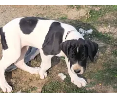 Mantle and white great dane puppies