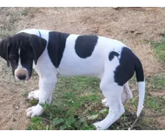 Mantle and white great dane puppies - 5