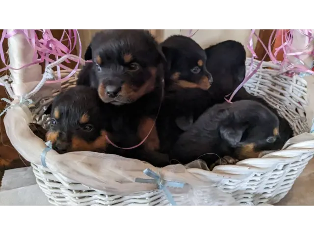 AKC registered German Rottweiler pups for sale - 1/7