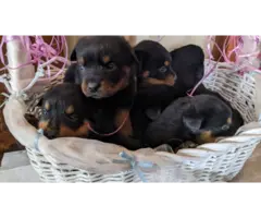 AKC registered German Rottweiler pups for sale