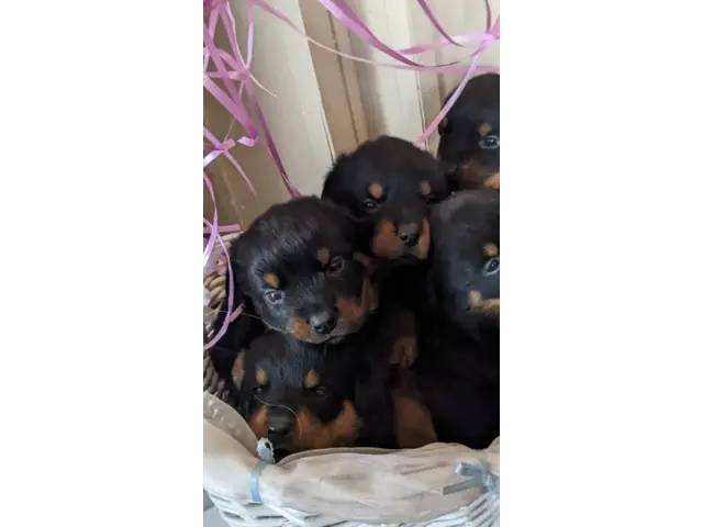 AKC registered German Rottweiler pups for sale - 4/7
