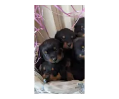 AKC registered German Rottweiler pups for sale - 4