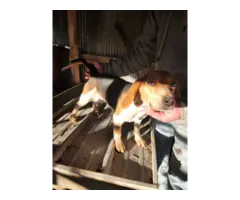 Female Beagle dog needs home - 2