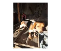 Female Beagle dog needs home - 3