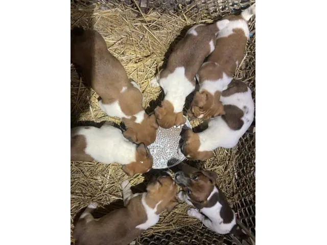 8 weeks old JRT puppies - 2/3