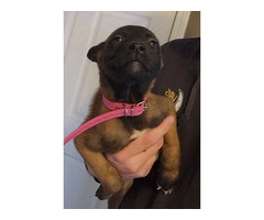 6 Belgian Malinois puppies for sale - 2