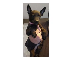 6 Belgian Malinois puppies for sale - 3