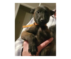 6 Belgian Malinois puppies for sale - 4
