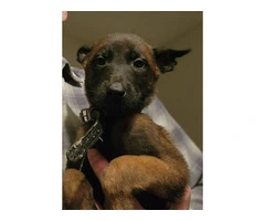6 Belgian Malinois puppies for sale - 5