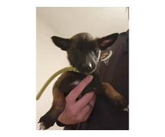 6 Belgian Malinois puppies for sale - 6