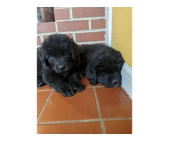 Purebred Newfoundland puppies for sale - 2