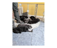 Purebred Newfoundland puppies for sale - 3