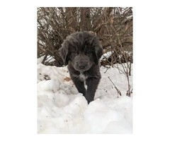 Purebred Newfoundland puppies for sale - 4