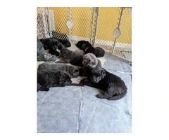 Purebred Newfoundland puppies for sale - 5
