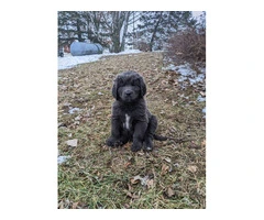 Purebred Newfoundland puppies for sale - 6