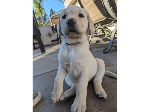 2 AKC Yellow Lab puppies for sale - 1/2