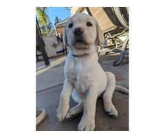 2 AKC Yellow Lab puppies for sale