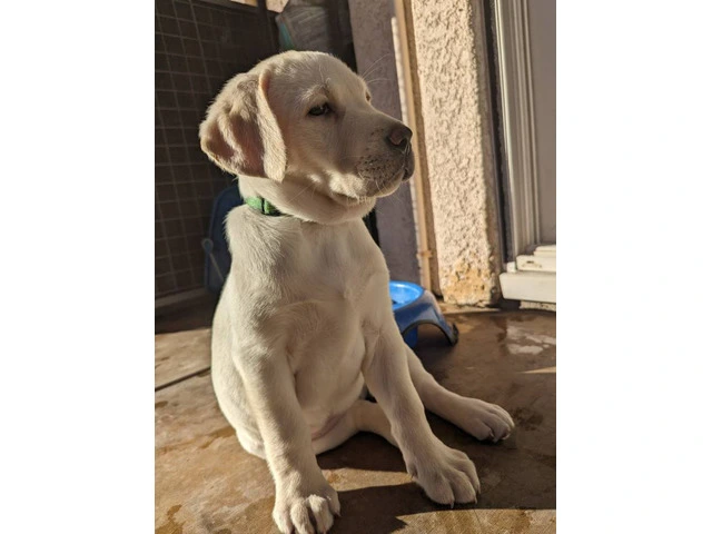 2 AKC Yellow Lab puppies for sale - 2/2