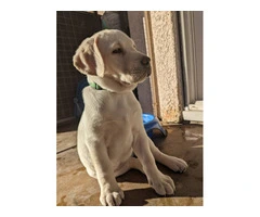 2 AKC Yellow Lab puppies for sale - 2