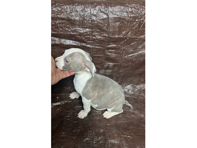 5 adorable XL Bully puppies - 1/5