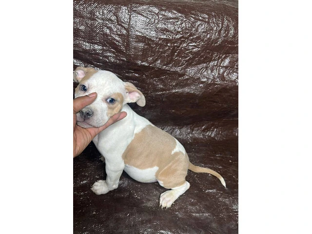5 adorable XL Bully puppies - 4/5