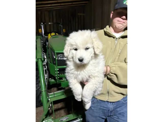 4 Great Pyrenees LGD Puppies - 1/6