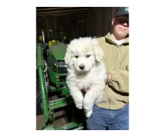 4 Great Pyrenees LGD Puppies