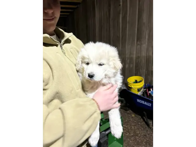 4 Great Pyrenees LGD Puppies - 2/6
