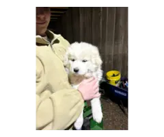 4 Great Pyrenees LGD Puppies - 2