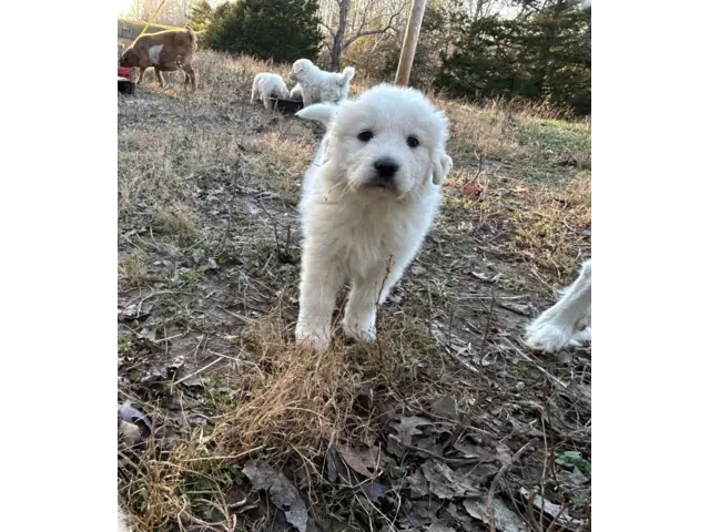 4 Great Pyrenees LGD Puppies - 3/6