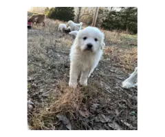 4 Great Pyrenees LGD Puppies - 3