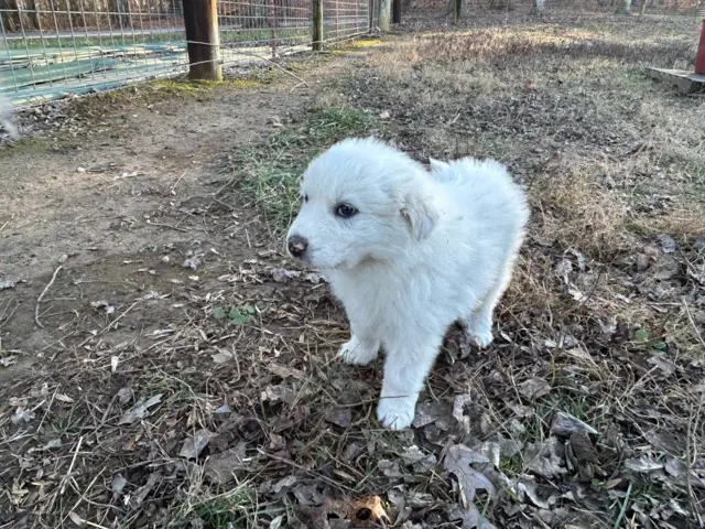 4 Great Pyrenees LGD Puppies - 4/6