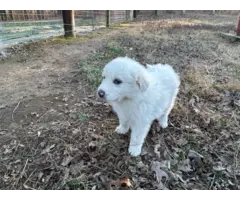 4 Great Pyrenees LGD Puppies - 4