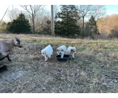4 Great Pyrenees LGD Puppies - 5