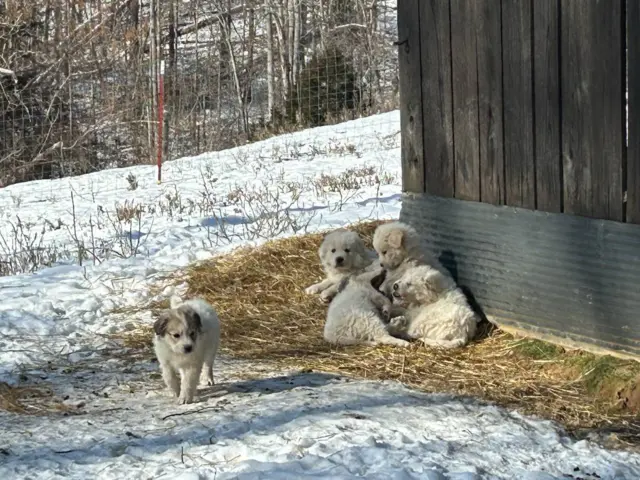 4 Great Pyrenees LGD Puppies - 6/6