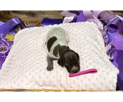 9 German Shorthair Pointer puppies for sale