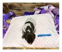 9 German Shorthair Pointer puppies for sale - 3