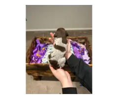 9 German Shorthair Pointer puppies for sale - 12
