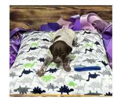 9 German Shorthair Pointer puppies for sale - 13