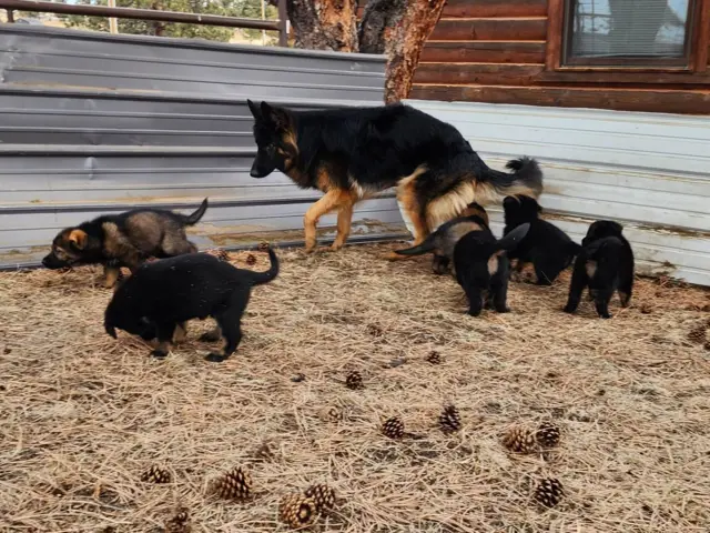 6 German Shepherd puppies ready for Valentine's day - 2/11