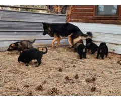 6 German Shepherd puppies ready for Valentine's day - 2